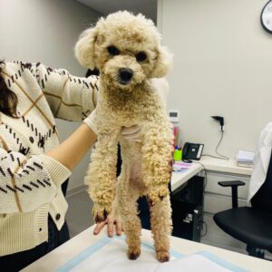 순천시유기동물보호소에서 04월 07일 발견해서 보호하고 있는 강아지 정보안내.