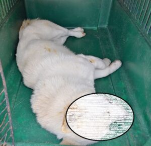 마산유기동물보호소에서 보호중인 유기된 강아지안내합니다.