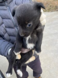 만하농장에서 04월 11일 발견해서 보호하고 있는 강아지 정보.