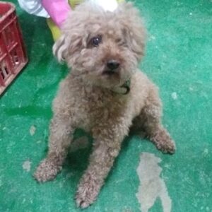 인천광역시수의사회에서 보호중인 유기된 강아지정보.