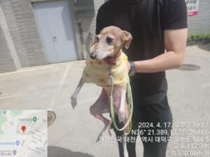 대전동물보호센터에서 04월 18일 발견해서 보호하고 있는 강아지 정보입니다.
