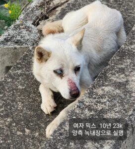 옥천동물병원에서 04월 20일 발견해서 보호하고 있는 강아지 정보입니다.