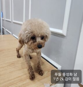 옥천동물병원에서 04월 23일 발견해서 보호하고 있는 강아지 정보안내.