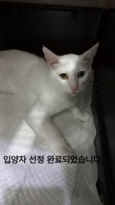 멘토동물병원에서 보호하고 있는 유기된 고양이입니다.