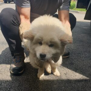 남양동물보호센터에서 04월 24일 발견해서 보호하고 있는 강아지 정보입니다.