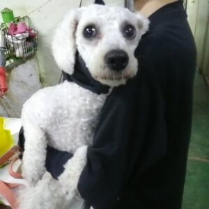인천광역시수의사회에서 04월 24일 발견해서 보호하고 있는 강아지 정보안내.