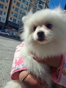 거제시유기동물보호소에서 보호중인 유기된 강아지안내드립니다.