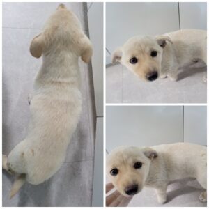 논산시 동물보호센터에서 보호중인 유기된 강아지안내.