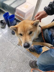 구미시 동물보호센터에서 보호중인 유기된 강아지안내드립니다.