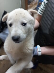이성준동물병원에서 05월 02일 발견해서 보호하고 있는 강아지 정보안내.