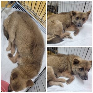 논산시 동물보호센터에서 05월 03일 발견해서 보호하고 있는 강아지 정보.