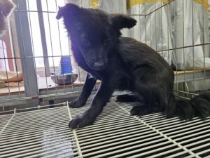 진해유기동물보호소에서 05월 09일 발견해서 보호하고 있는 강아지 정보입니다.