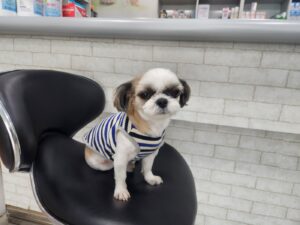 칠곡유기동물보호센터에서 보호하고 있는 유기된 강아지안내합니다.