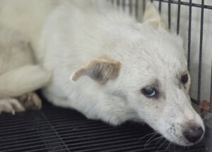 마산유기동물보호소에서 05월 13일 발견해서 보호하고 있는 강아지 정보입니다.