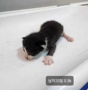 옥천동물병원에서 보호중인 유기된 고양이안내드립니다.