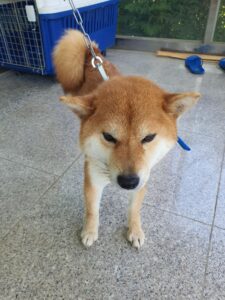 구미시 동물보호센터에서 05월 15일 발견해서 보호하고 있는 강아지 정보.