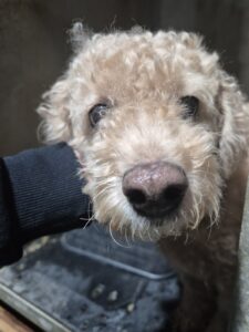 남양동물보호센터에서 보호하고 있는 유기된 강아지정보.