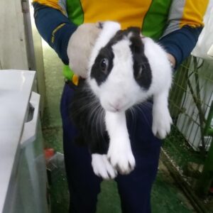 인천광역시수의사회에서 보호중인 유기된 동물안내합니다.