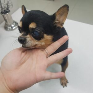 링크늘푸른동물병원에서 05월 27일 발견해서 보호하고 있는 강아지 정보.