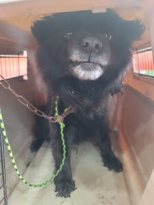 증평 가정견 훈련소에서 보호하고 있는 유기된 강아지안내드립니다.
