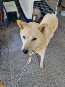 구미시 동물보호센터에서 06월 01일 발견해서 보호하고 있는 강아지 정보.