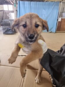 구미시 동물보호센터에서 06월 03일 발견해서 보호하고 있는 강아지 정보안내.