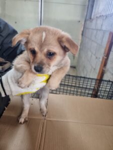 구미시 동물보호센터에서 보호중인 유기된 강아지소개합니다.