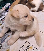 유기동물 삼호 보호소에서 06월 06일 발견해서 보호하고 있는 강아지 정보입니다.