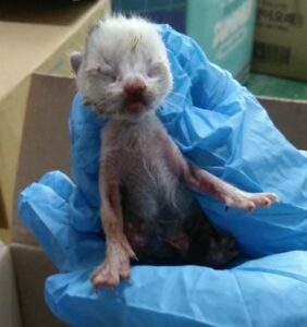 인천광역시수의사회에서 06월 10일 발견해서 보호하고 있는 고양이 정보.