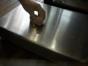 오산 유기동물보호소에서 보호하고 있는 유기된 고양이소개합니다.
