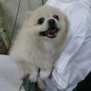 인천광역시수의사회에서 보호중인 유기된 강아지안내.