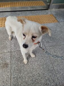 구미시 동물보호센터에서 06월 18일 발견해서 보호하고 있는 강아지 정보입니다.