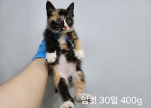 옥천동물병원에서 보호하고 있는 유기된 고양이정보.