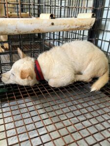 공주시 동물보호소에서 06월 18일 발견해서 보호하고 있는 강아지 정보안내.