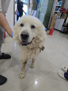 반려동물보호센터에서 06월 19일 발견해서 보호하고 있는 강아지 정보안내.