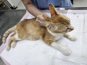 창녕 유기동물보호소에서 06월 19일 발견해서 보호하고 있는 고양이 정보입니다.