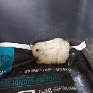 남양동물보호센터에서 보호하고 있는 유기된 동물정보.