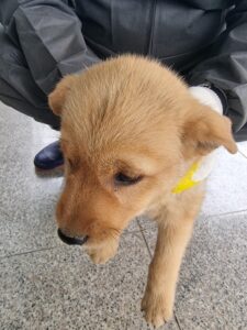 구미시 동물보호센터에서 06월 21일 발견해서 보호하고 있는 강아지 정보입니다.