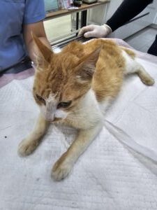 창녕 유기동물보호소에서 보호중인 유기된 고양이안내합니다.