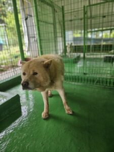 진안군유기동물보호소에서 보호중인 유기된 강아지소개합니다.