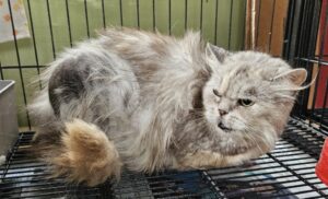 목포시유기동물보호소에서 보호하고 있는 유기된 고양이정보.