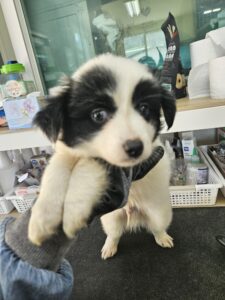 거제시유기동물보호소에서 보호중인 유기된 강아지안내드립니다.
