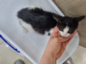 21세기동물병원에서 보호중인 유기된 고양이안내.