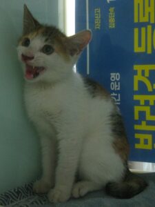 산타클라라동물병원에서 07월 04일 발견해서 보호하고 있는 고양이 정보입니다.