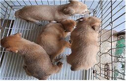 유기동물및관리협회에서 보호중인 유기된 강아지안내합니다.