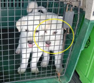 마산유기동물보호소에서 보호하고 있는 유기된 강아지안내드립니다.