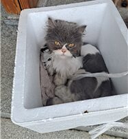 유기동물 삼호 보호소에서 07월 09일 발견해서 보호하고 있는 고양이 정보안내.