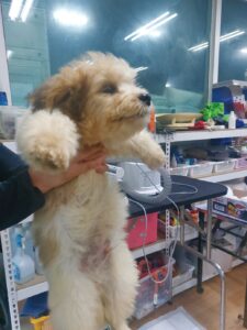 거제시유기동물보호소에서 07월 10일 발견해서 보호하고 있는 강아지 정보안내.