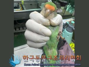 한국동물구조관리협회에서 보호중인 유기된 동물안내.
