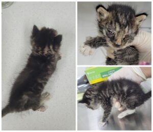 논산시 동물보호센터에서 07월 11일 발견해서 보호하고 있는 고양이 정보입니다.